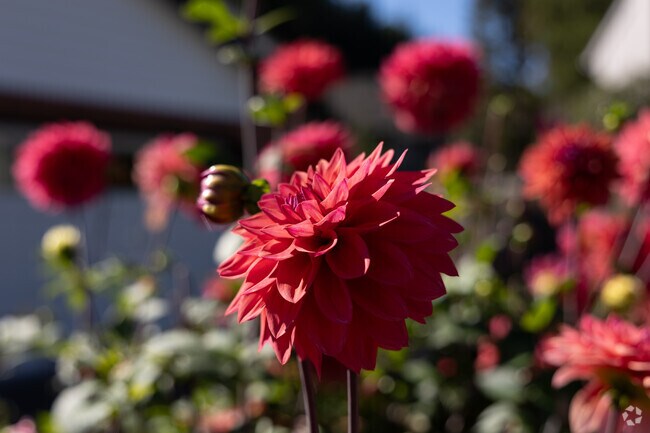 Dahlias soak up the fall light in the Tualatin East neighborhood.