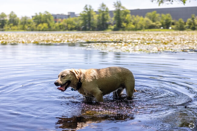 This happy dog cools down on a hot day in Chestnut Hill.