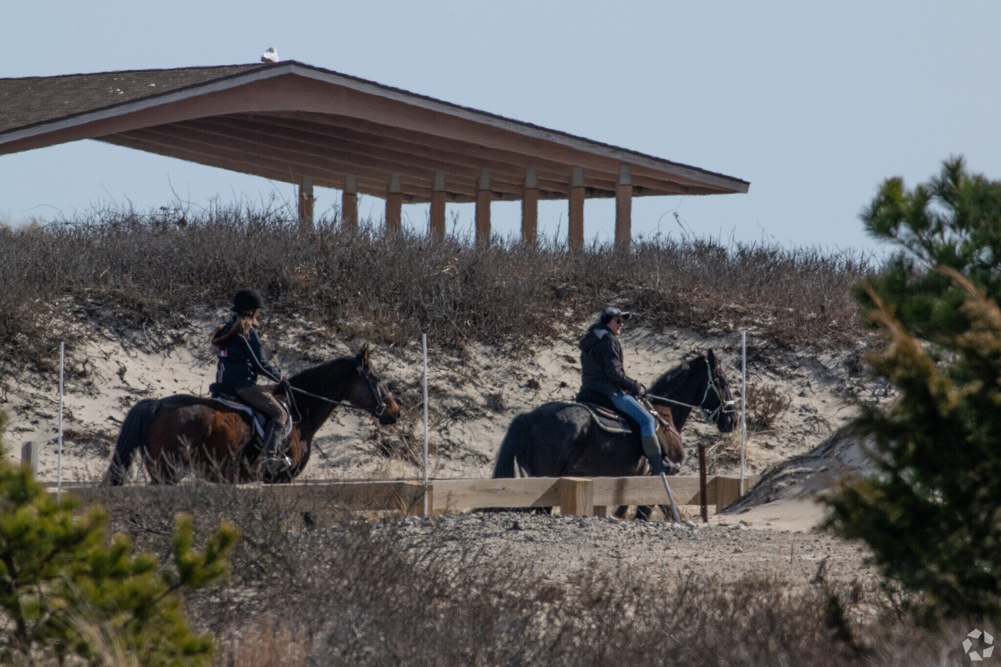 Horses are sometimes spotted at Horseneck Beach in South Westport.