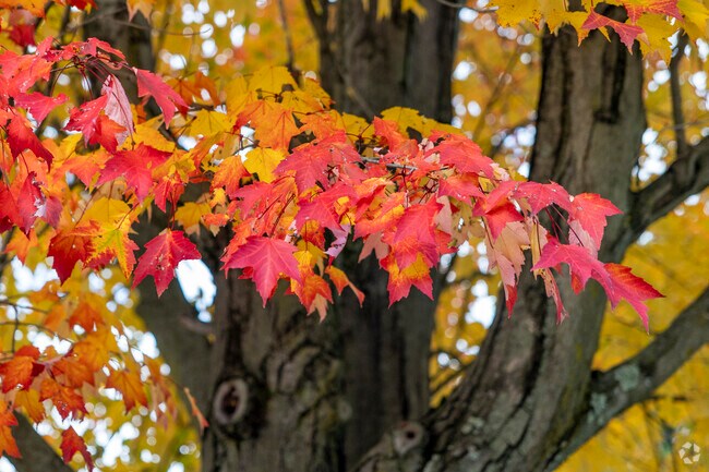 The fall colors in Lincoln Knolls are unbeatable.