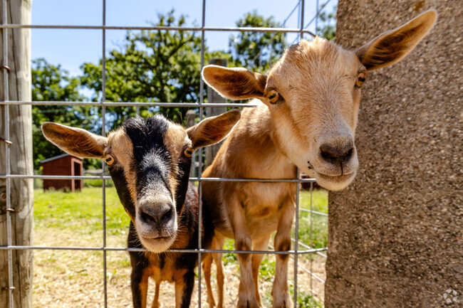 Primrose Farm's playful goats enjoy sunny day, looking forward to feeding time.