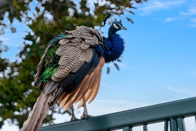 You can find tons of beautiful birds at the LA Arboretum in East San Gabriel.