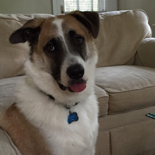 Agent Photo