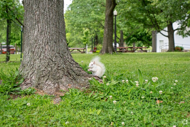 Keep your eye out for the elusive white squirrels in Olney City Park.