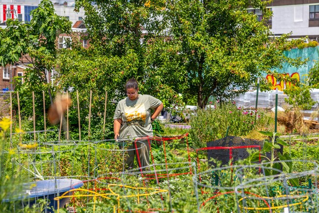 Practice your green thumb in Mill Creek at the community Aspen Farms garden.