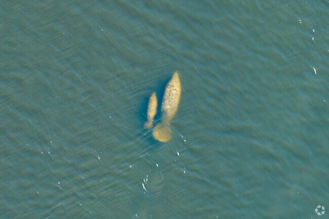 During the colder months, spot manatees in the canal at DeSoto Park in Satellite Beach.