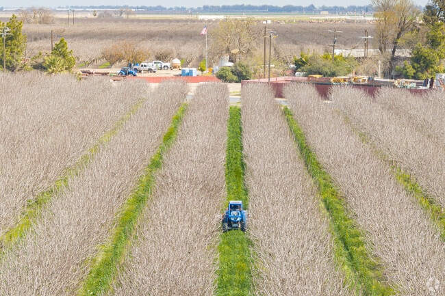 Corcoran is surrounded by hundreds of acres of pistachio orchards.