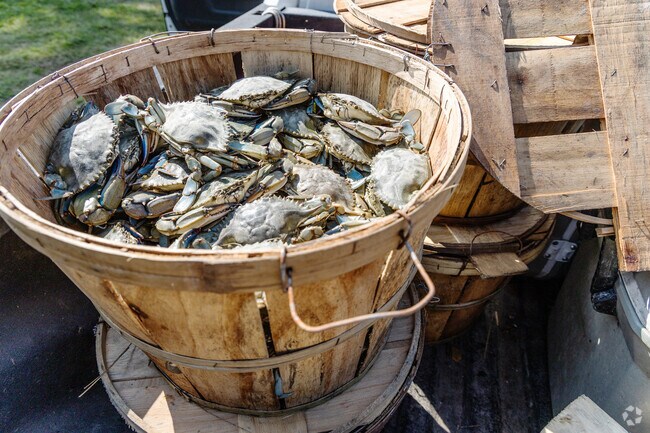 A fresh blue crab in a basket reflects the importance of fishing in Accomac’s coastal lifestyle.