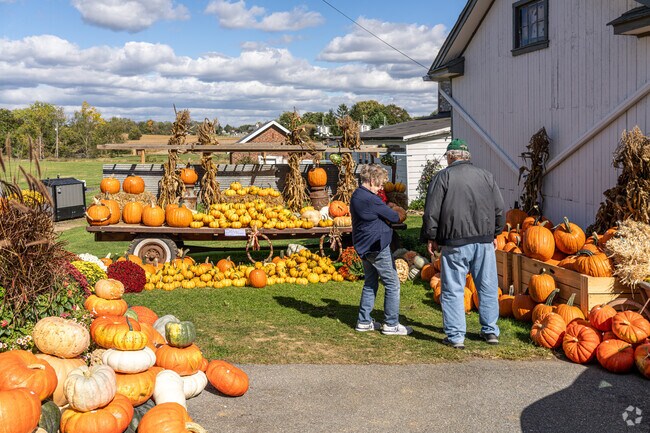 Colorful pumpkins contrast with a blue sky at Wise Produce in Millcreek.