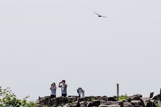 Turkey vultures are a common site at State Line Lookout in the Palisades Interstate Park.