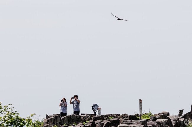 Turkey vultures are a common site at State Line Lookout in the Palisades Interstate Park.
