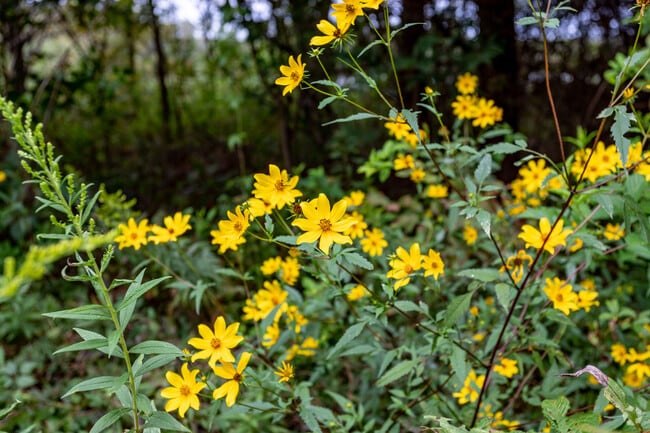 Harvest Square Nature Preserve in Toney features seasonal wildflowers and scenic trails.