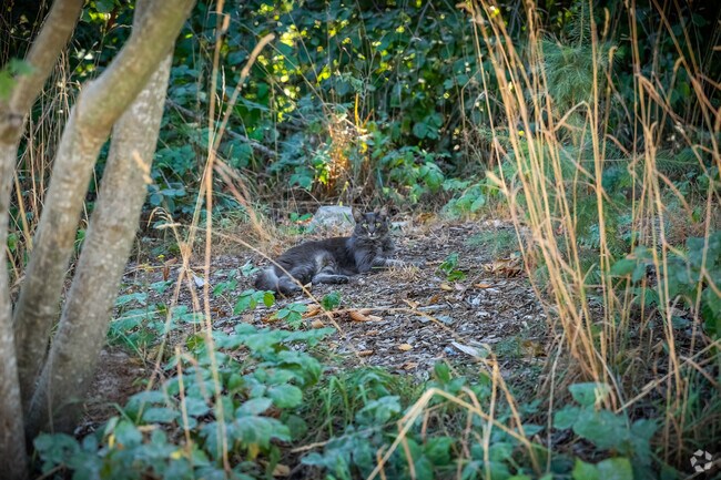 A Riverview neighborhood kitty enjoys the shade during a hot summer day.