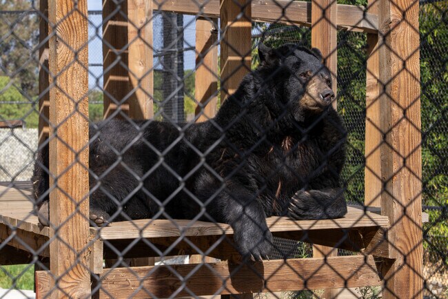 Wildlife experiences await near Bolsa Knolls at Monterey Zoo.
