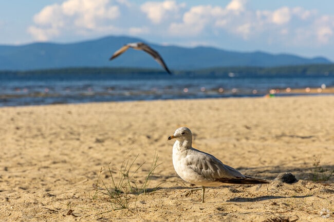 Enjoy the scenery, but don't feed the sea gulls at Ellacoya State Park near New Durham.