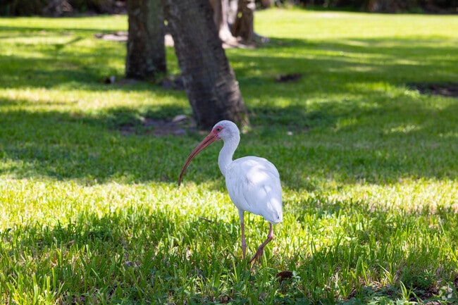 Burt Reynolds Park is home to native birds and coastal wildlife.