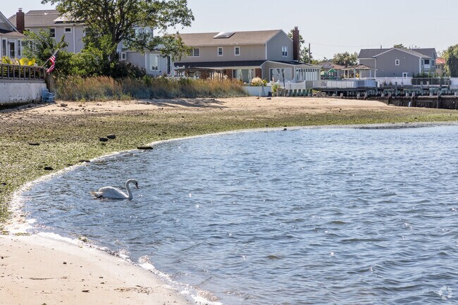 Harbor Isle's Little Beach is home of migratory birds like swans.