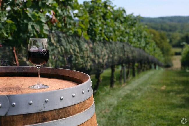 Rows and rows of cabernet sauvignon grapes at 50 West Winery in Aldie.
