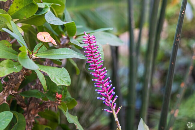 Unique flowers can be admired at the Orangerie Conservatory of the New England Botanic Garden.