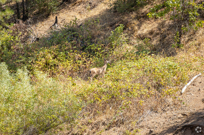 Keep an eye out for the wildlife species living in  the Oak Run vicinity