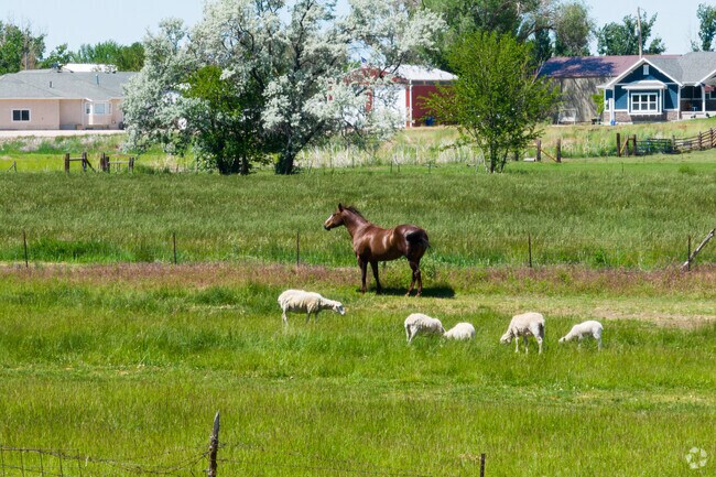 Livestock in West Haven adds a touch of rural charm to the area. Horses grazing in spacious fields or goats leisurely roaming.
