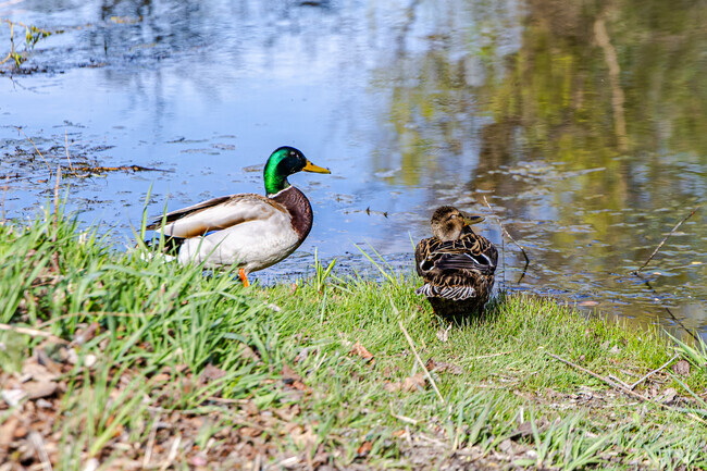 A lovely duck couple watch the people in Greenfield Park near Orchard Hills.