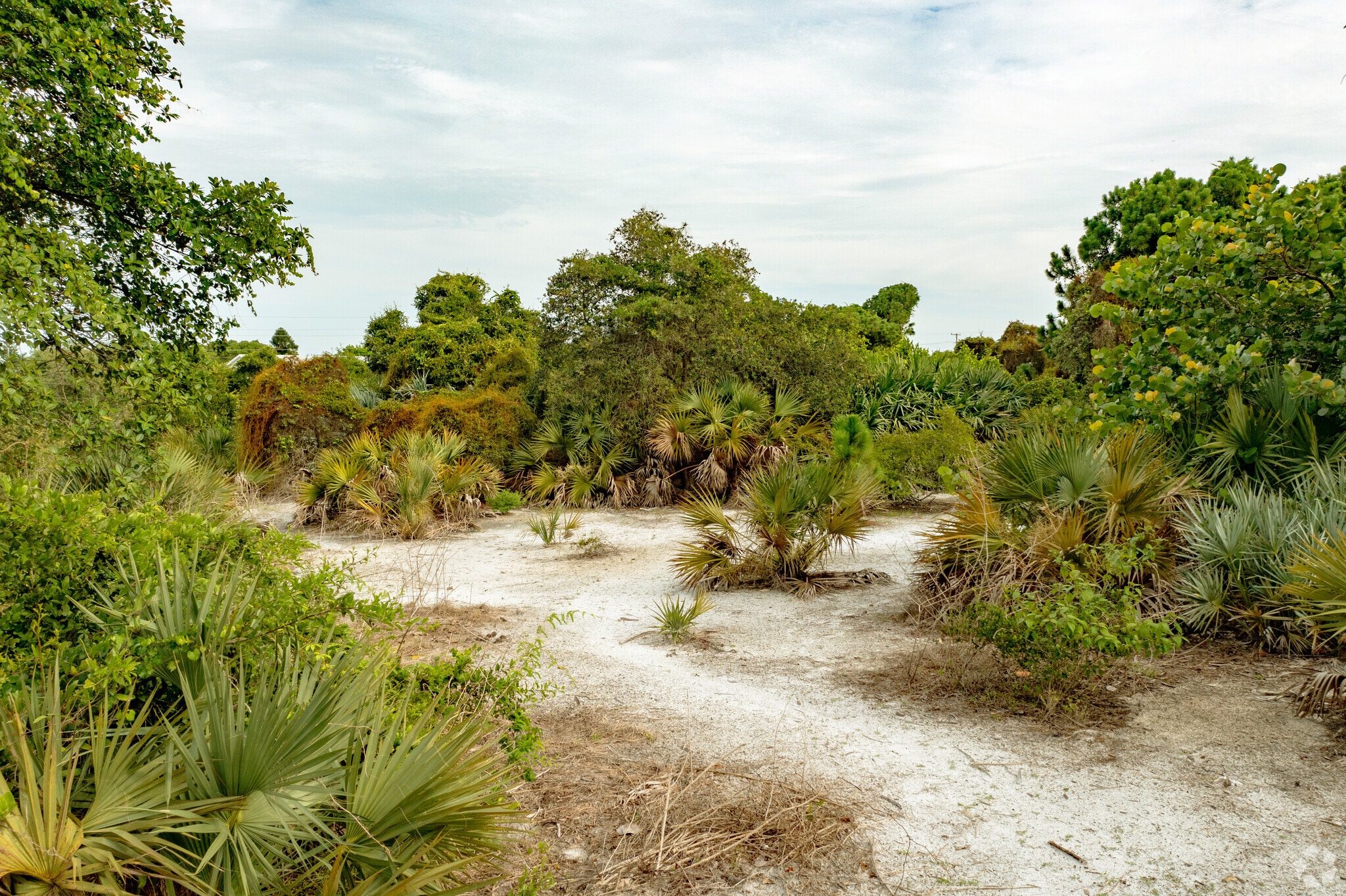 The lush Seacrest Scrub Natural Area in Boynton Beach, FL is a hidden gem.