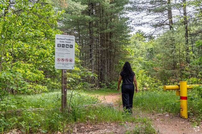 Enjoy a walk in Sudbury State Forest near Lake Boone.