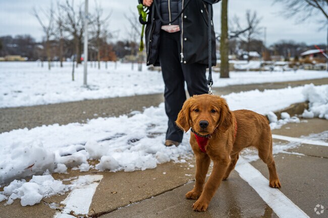 Taking the dog for a walk on a snowy day in the Valley Forge neighborhood.