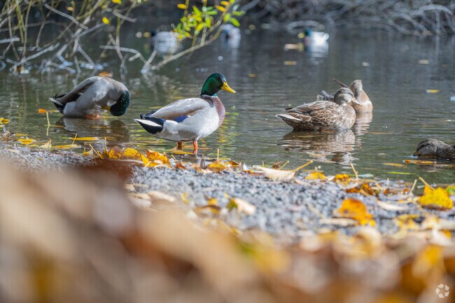 Watch the ducks at The Ellis Park Pond for an afternoon of entertainment near Appleton.