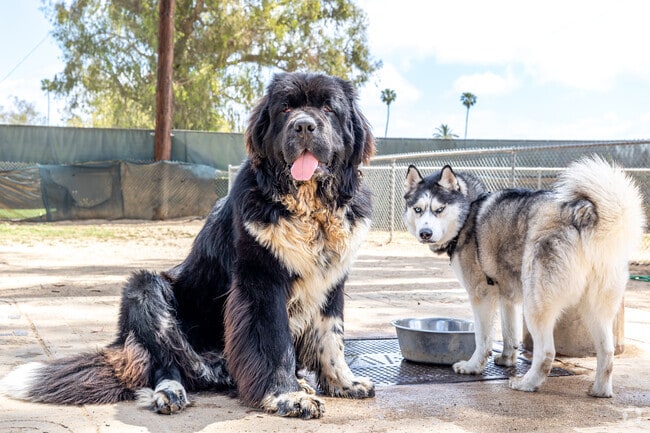 The local dog park is a great place to bring your four-legged friend to socialize in Central.