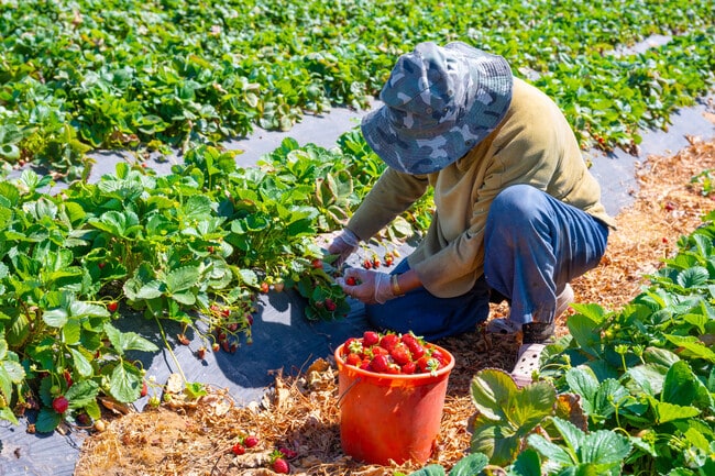 Nearby u-pick farms and markets give Elverta residents fresh seasonal berries.