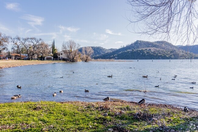 Clearlake has stunning wildlife all year round.