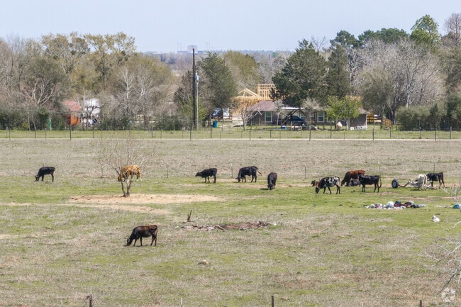 Cattle roam on one of the many farms outside of Prairie View, Texas.