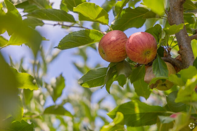 Deer Park is at its core a farm town, and lots of beautiful fresh produce can be seen growing around the town.