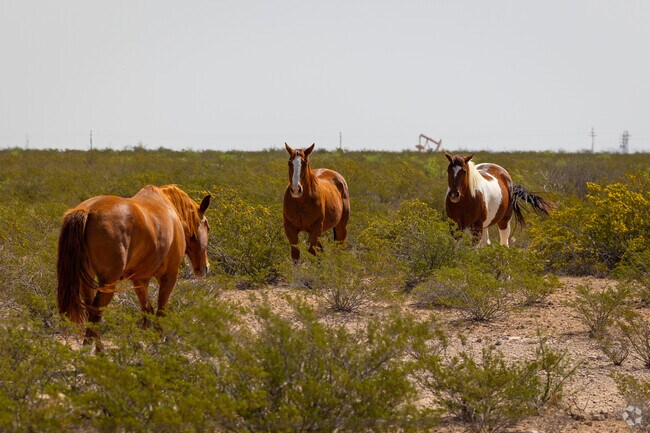 A few horses roaming the West Texas plains of Pecos.