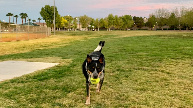 Black Mountain Ranch Amenity Dog Park