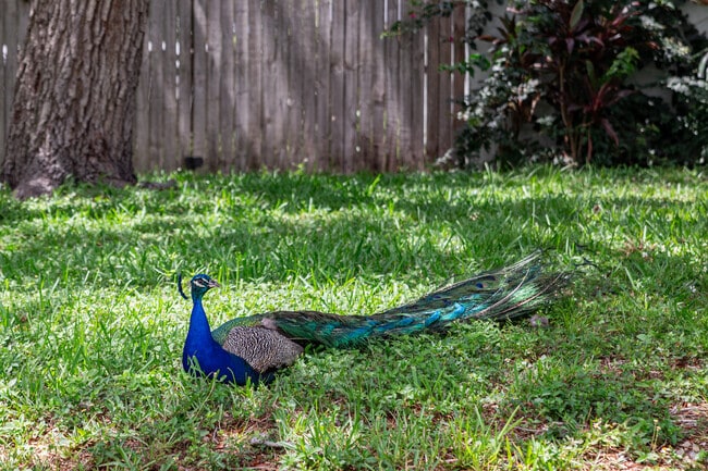 Peacocks are among the beautiful wildlife that coexist in Brigadoon of Clearwater.