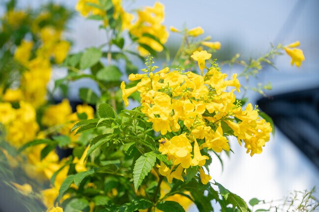 Flowers bloom year-round in Murillo, Texas.