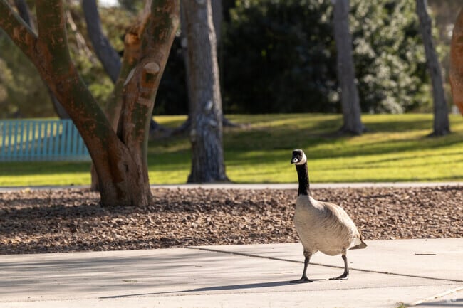 Craig Ranch is a nature-friendly neighborhood and home to seven parks.