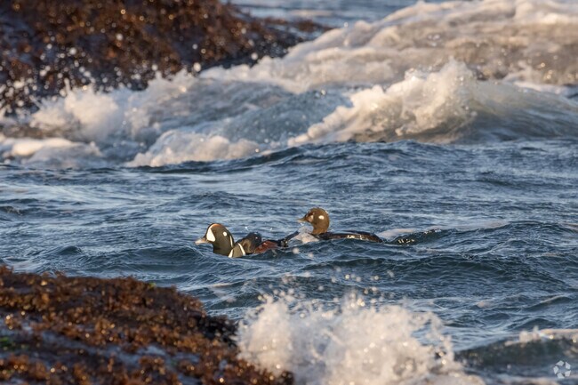Rare harlequin ducks are visitors to the shore of Beavertail Park near West Reach Estates.