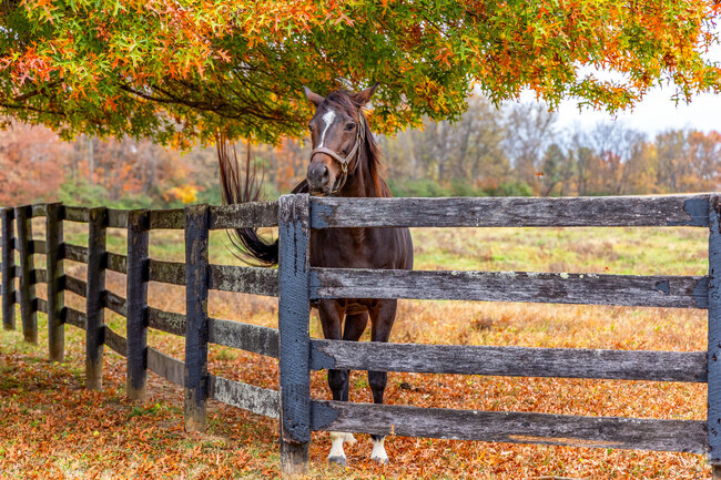 Everywhere you look in Jimtown neighborhood you will be greeted by horses.