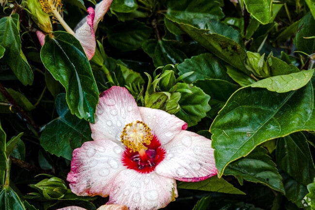 Thirsty Hibiscus at Produce Junction in Lawnside.