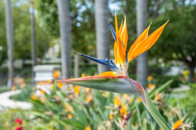 Rancho Niguel takes pride in its natural elements, with lush landscaping and tall mature trees.