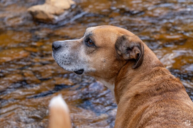 Dogs can play in the creeks all around Kanawha City, WV.