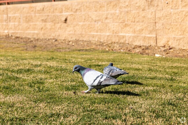 Lake Mathews locals get some fresh air at Dos Lagos Park, also popular among pigeons.