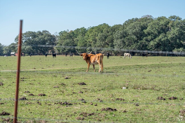 Cattle roam much of the country side surrounding Anahuac, Texas.