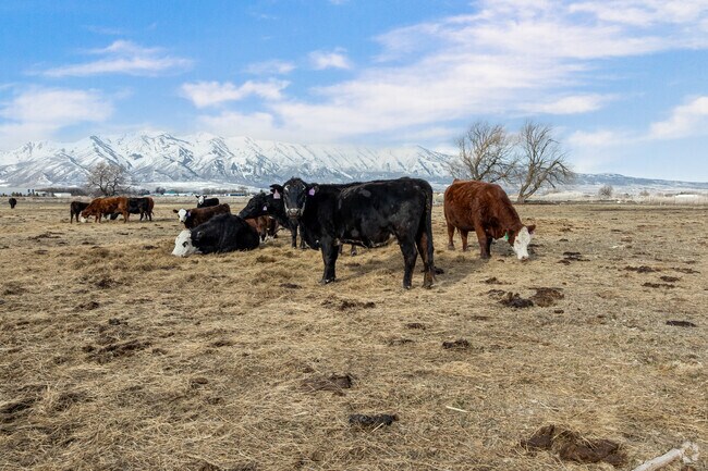 Farmland and cattle pastures are woven into the landscape in Nibley.