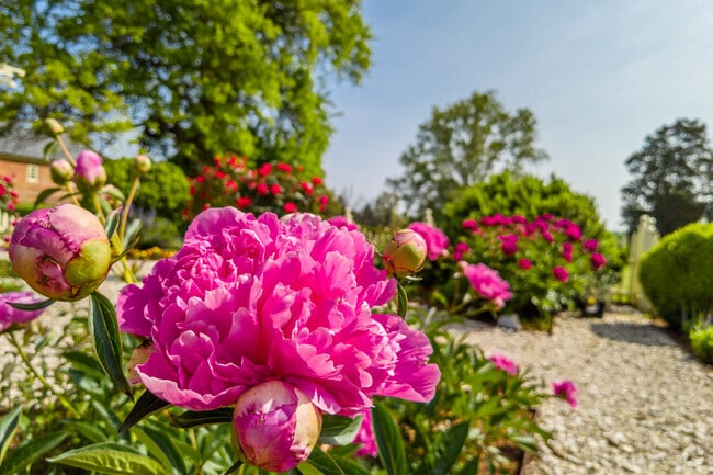 Spring is in full bloom in the South Laurel neighborhood.