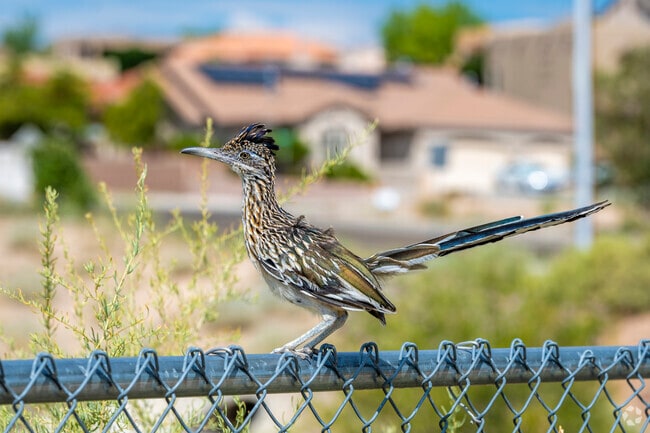 Roadrunners are spotted frequently Eagle Ranch Park.